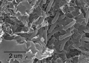 nano 19